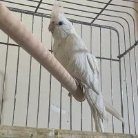 عروس هلندی آلبینو نر