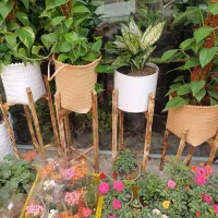 پایه گلدان چوبی استند گلدان باکس چوبی|گل و گیاه طبیعی|رشت, شهرک احمد خمینی|دیوار