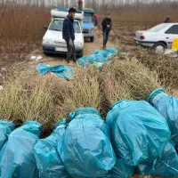 توزیع و ارائه نهال بادام شاهرودی|خدمات باغبانی و درختکاری|اسلام آباد, |دیوار