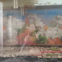 آکواریومی یک در یکو نیم همراه با دستگاه ها