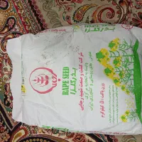 بذر کلزا هیولا ۵۰