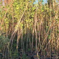 انجیر استهبان سیاه و سفید|خدمات باغبانی و درختکاری|فلاورجان, |دیوار