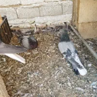 کبوتر اصفهانی یا همان برجی|پرنده|عسگران, |دیوار