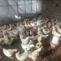 مرغ سفید جوان|حیوانات مزرعه|نوشین شهر, |دیوار