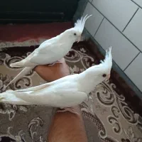 عروس هلندی البینو