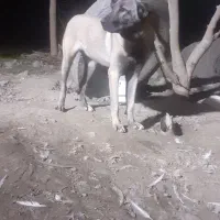 پژدر ماده|سگ|گنبد کاووس, |دیوار