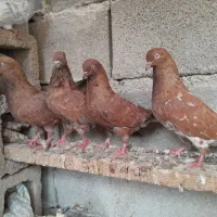 کبوتر کله ای