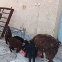 یک بز و چهار بزغاله