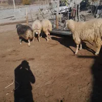 قوچ چهار دندون