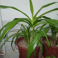 فروش گل ملکه‌