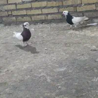 اهواز|پرنده|اهواز, اسلام آباد غربی|دیوار
