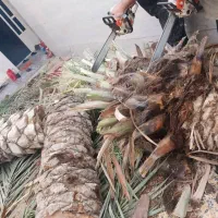 بریدن نخل قطع نخل حرس نخل سمپاشی  در آوردن ریش نخل|خدمات باغبانی و درختکاری|اهواز, نادری|دیوار