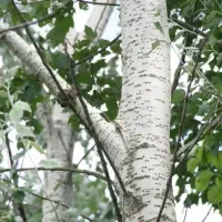 نهال کبوده هزینه کم سود میلیاردی|خدمات باغبانی و درختکاری|قیدار, |دیوار