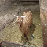 بزغاله نر چاق|حیوانات مزرعه|قره قوین, |دیوار