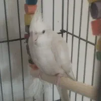 طوطی عروس هلندی آلبینو|پرنده|صدرا-فارس, فاز ۱|دیوار