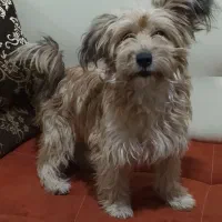 واگذار کردن توله سگ تریلر|سگ|صباشهر, |دیوار