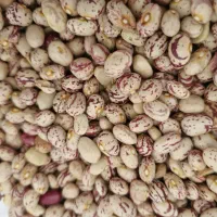 لوبیا چیتی کاشت امسال عمده کیلو 310