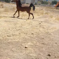 مادیان کورد شکم خالی