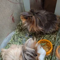 خوکچه هندی فشن مو بلند سنجابی قهوه ای|موش و خرگوش|اهواز, کیان اباد|دیوار