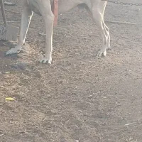 سرابی کشش