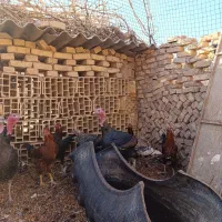 بوقلمون فروشی|حیوانات مزرعه|اردکان, |دیوار