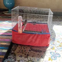 کرمونی|پرنده|مرودشت, ژیان|دیوار