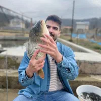 بچه ماهی کپور صادراتی  خرید حضوری