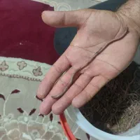 کرم درشت و خیلی درشت
