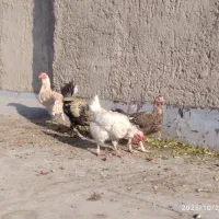 مرغ و خروس|حیوانات مزرعه|زاهدان, |دیوار