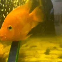 ماهی|ماهی|بجنورد, |دیوار