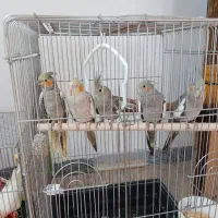 عروس هلندی