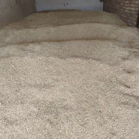 فروش جو بذری آبی|خدمات باغبانی و درختکاری|کبودرآهنگ, |دیوار