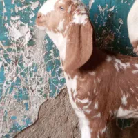 شنک ماده پنجاب|حیوانات مزرعه|سراوان, |دیوار