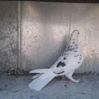 کبوتر نر و ماده|پرنده|تهران, یافت آباد شمالی|دیوار