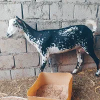کهره جمولی نقشی اوس ۳ماه
