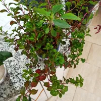 گل های آپارتمانی زیبا و شاداب