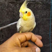 عروس هلندی نر و ماده