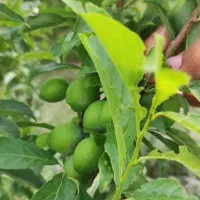 فروش باغچه در قلب شهرری(بهترین سرمایه گزاری سال)|فروش دفتر صنعتی، کشاورزی، تجاری|ری, علایین|دیوار