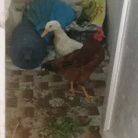 مرغ مشکی وحنای تخم کن|حیوانات مزرعه|اصفهان, بوستان ناژوان|دیوار