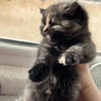 بچه گربه بریتیش ۳ ماهه