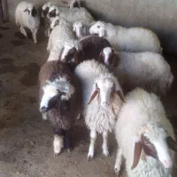 قیمت جفتی ۲۶ تومان|حیوانات مزرعه|اسلامآباد غرب, |دیوار