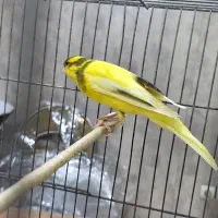 قناریهای رسمی بلند|پرنده|تهران, دهم فروردین|دیوار