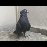 کبوتر پرشی|پرنده|قائمشهر, |دیوار