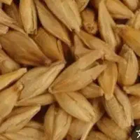 خرید فروش گندم جو