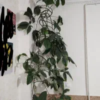 گل سینگینیوم|گل و گیاه طبیعی|بیرجند, |دیوار