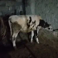 گوساله گاو گوسفند بز بره میش