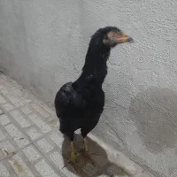 مرغ لاری اصیل با جوجه خروس دوماه هم عوض میکنم|حیوانات مزرعه|کرمانشاه, |دیوار