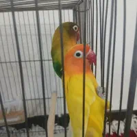 کوتوله برزیلی