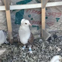 کله سفید کاکلی|پرنده|بیرجند, |دیوار