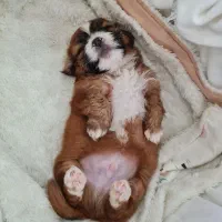 توله شیتزو نر واگذاری